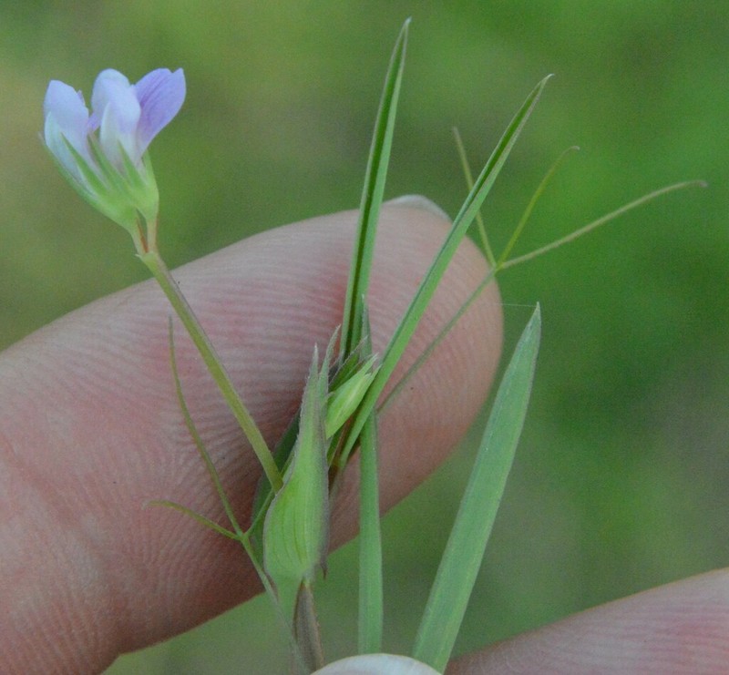 Tiny Pea photo 8