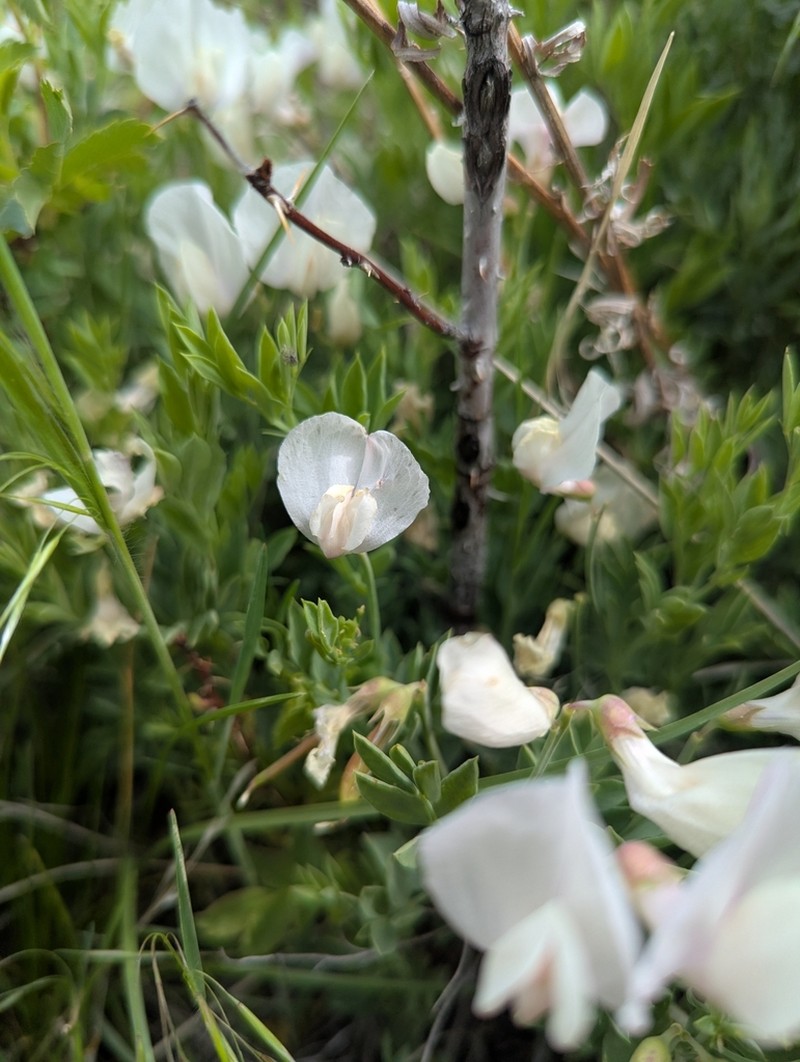 Stiff Pea photo 3