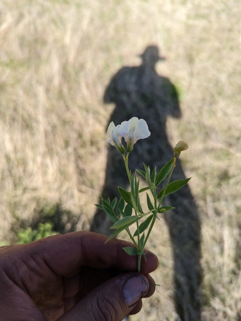 Stiff Pea photo 4