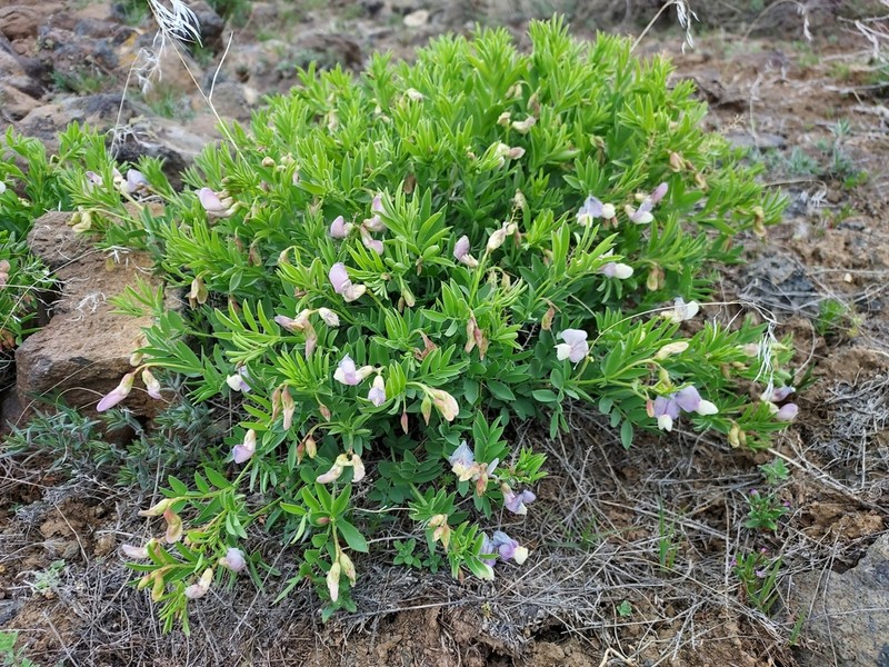 Stiff Pea photo 5