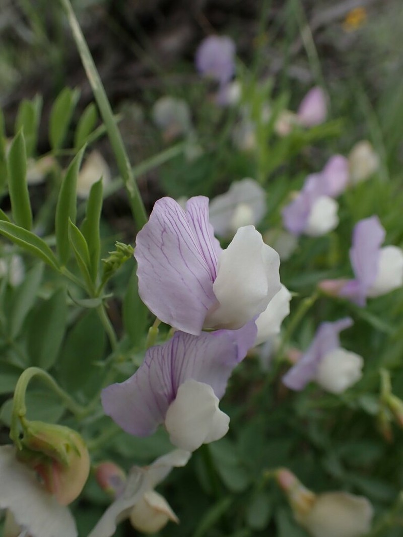 Stiff Pea photo 7