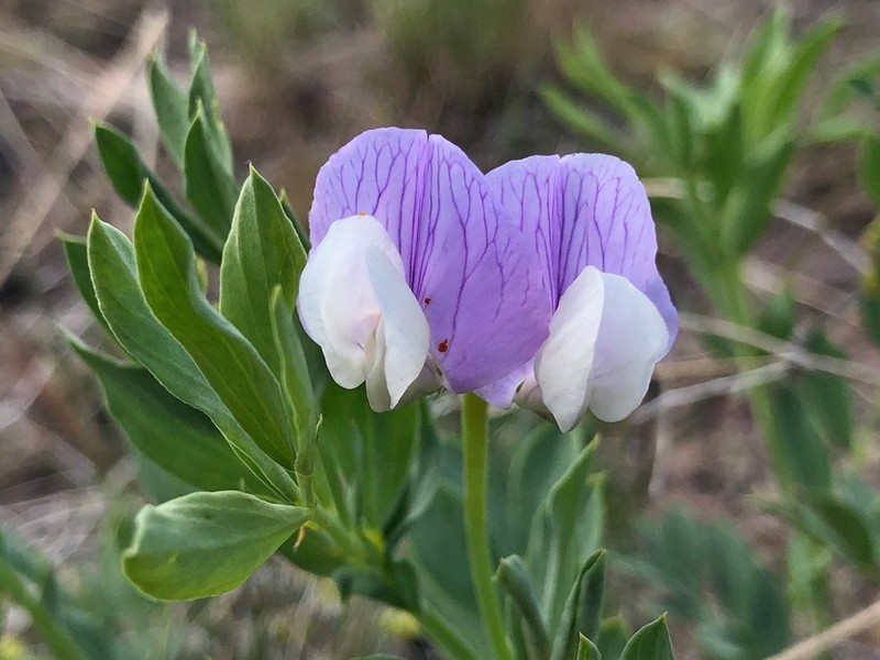 Stiff Pea photo 8