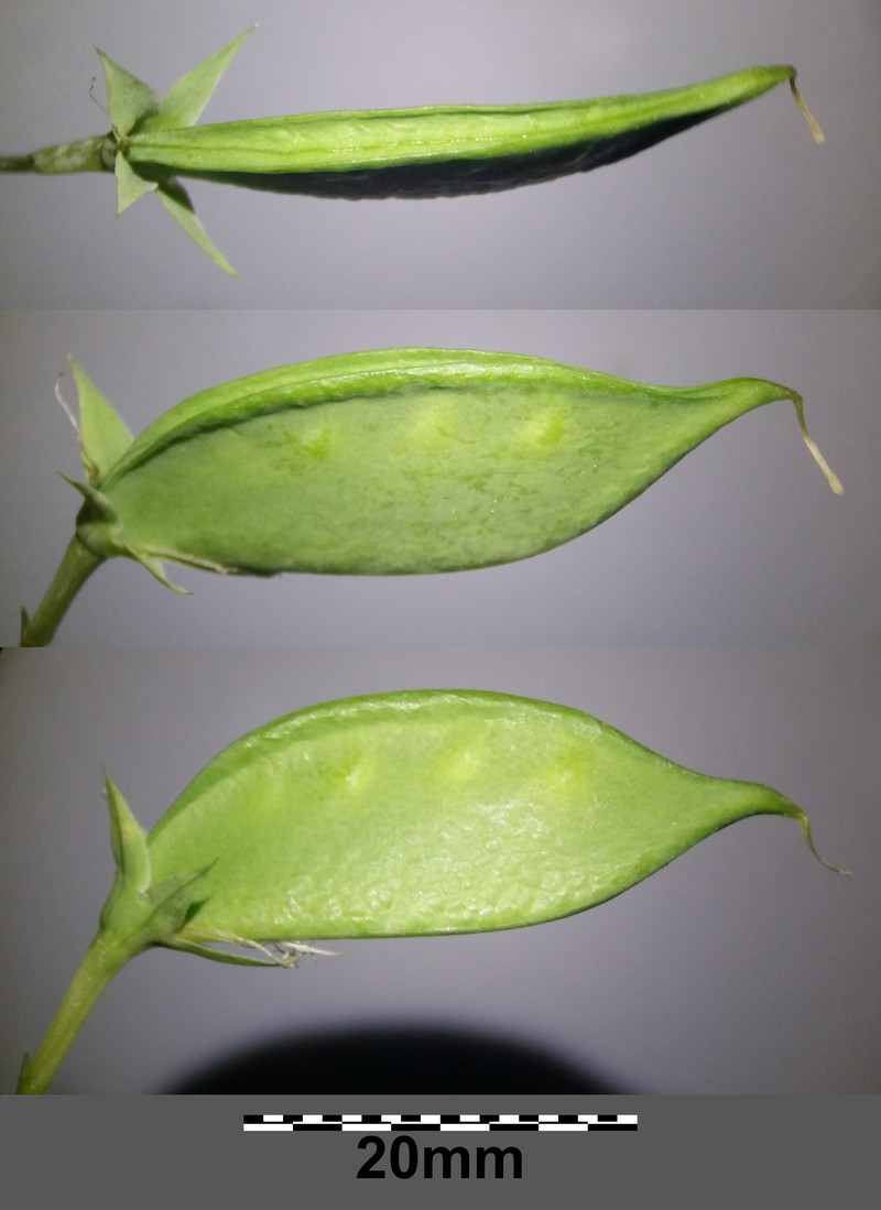 White Pea photo 4