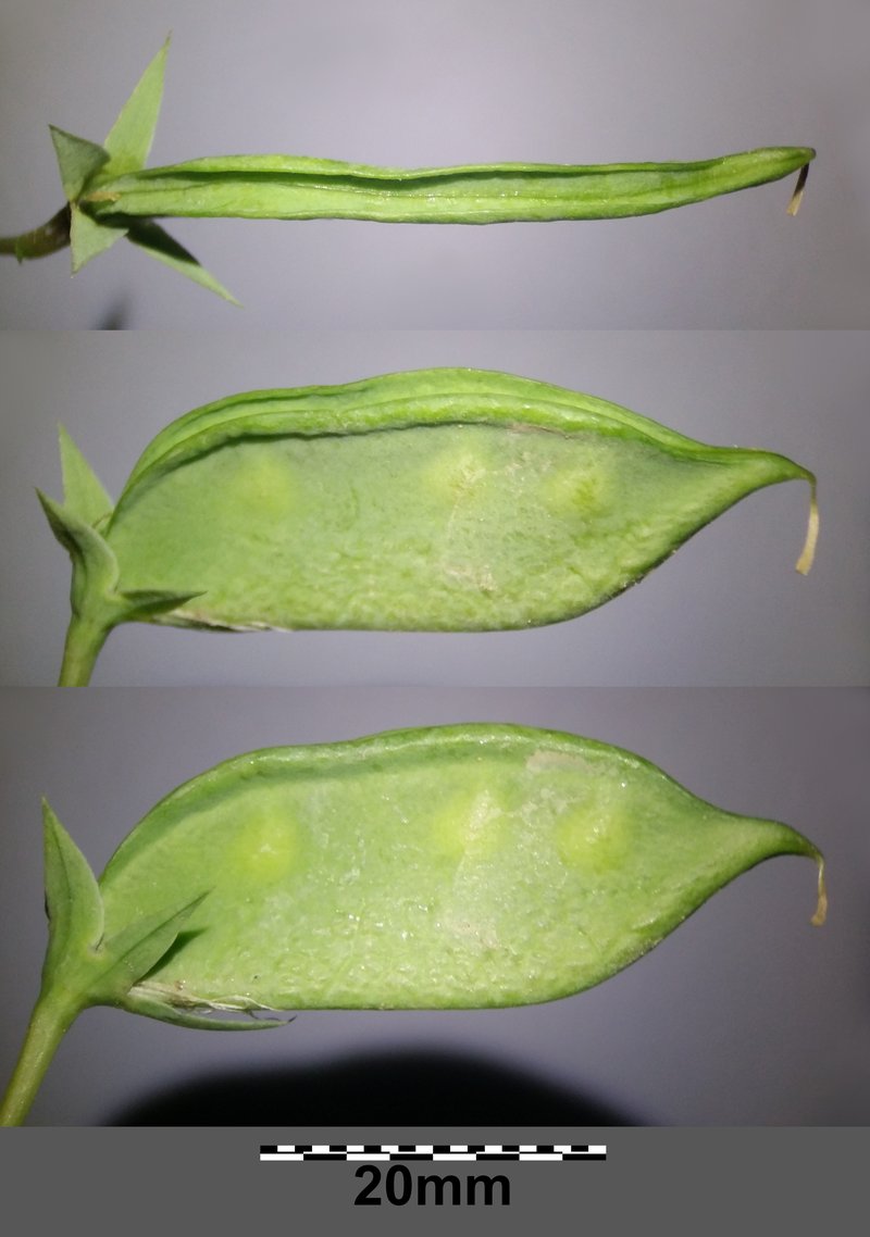 White Pea photo 8