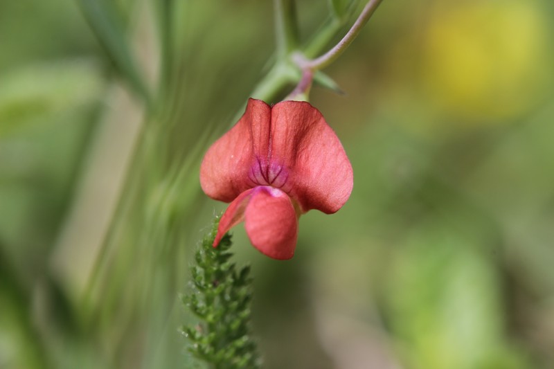 Grass Pea photo 5