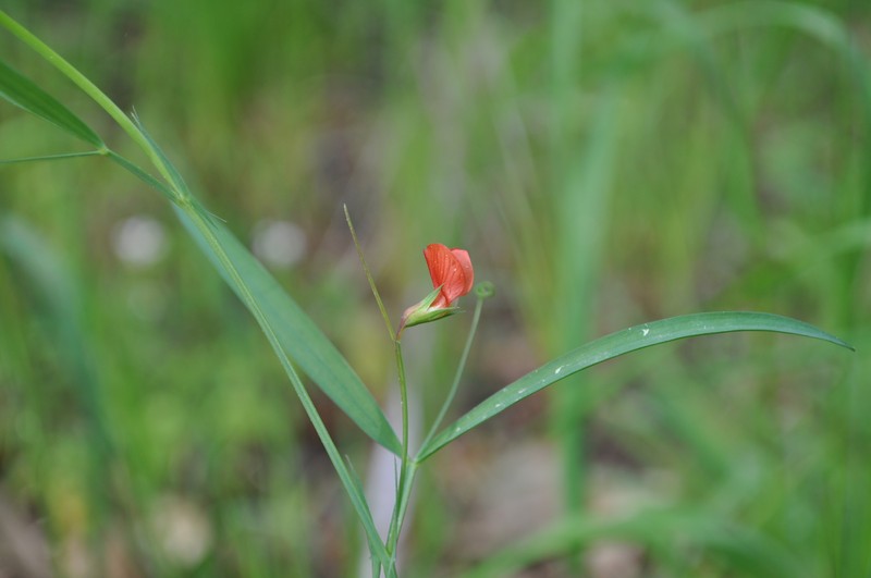 Grass Pea photo 2