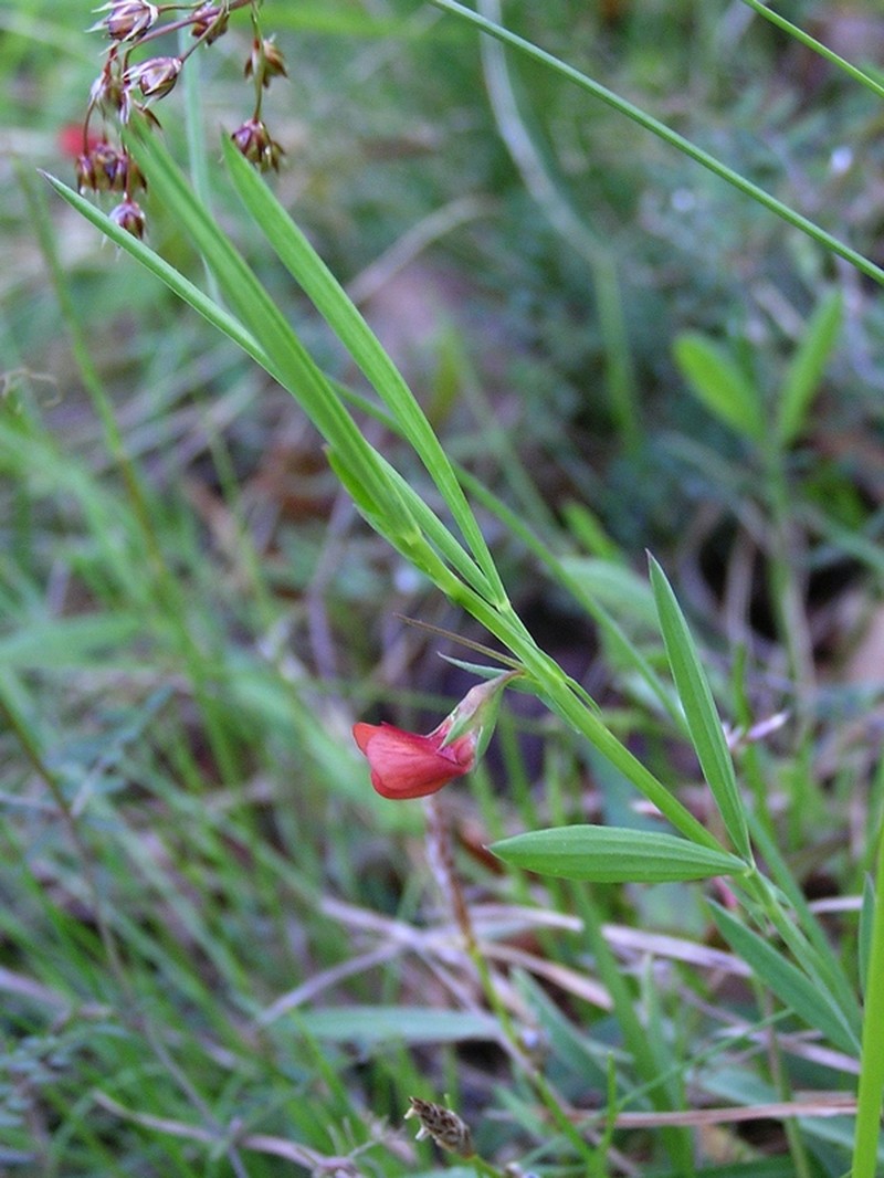 Grass Pea photo 3