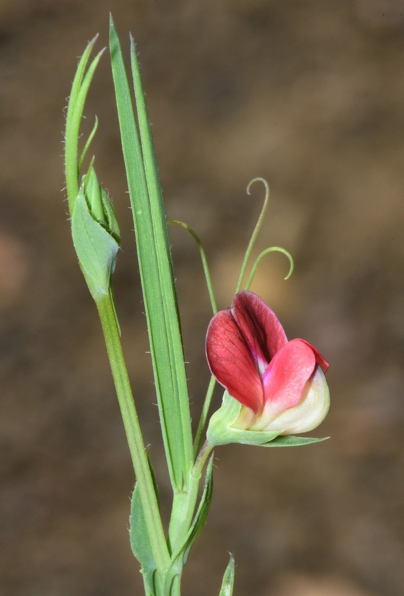 Grass Pea photo 4