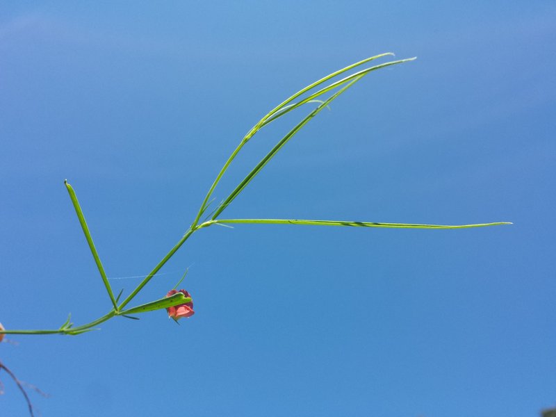 Grass Pea photo 6