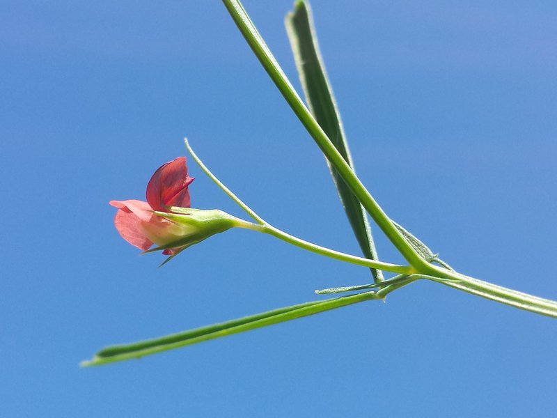 Grass Pea photo 7