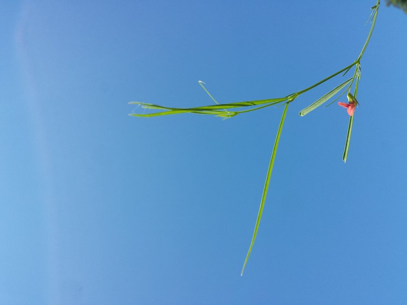 Grass Pea photo 8