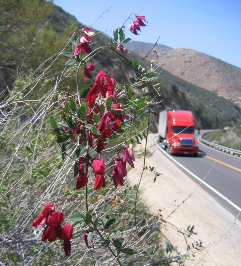 Pride Of California