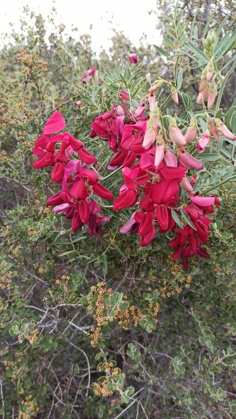 Pride Of California photo 2