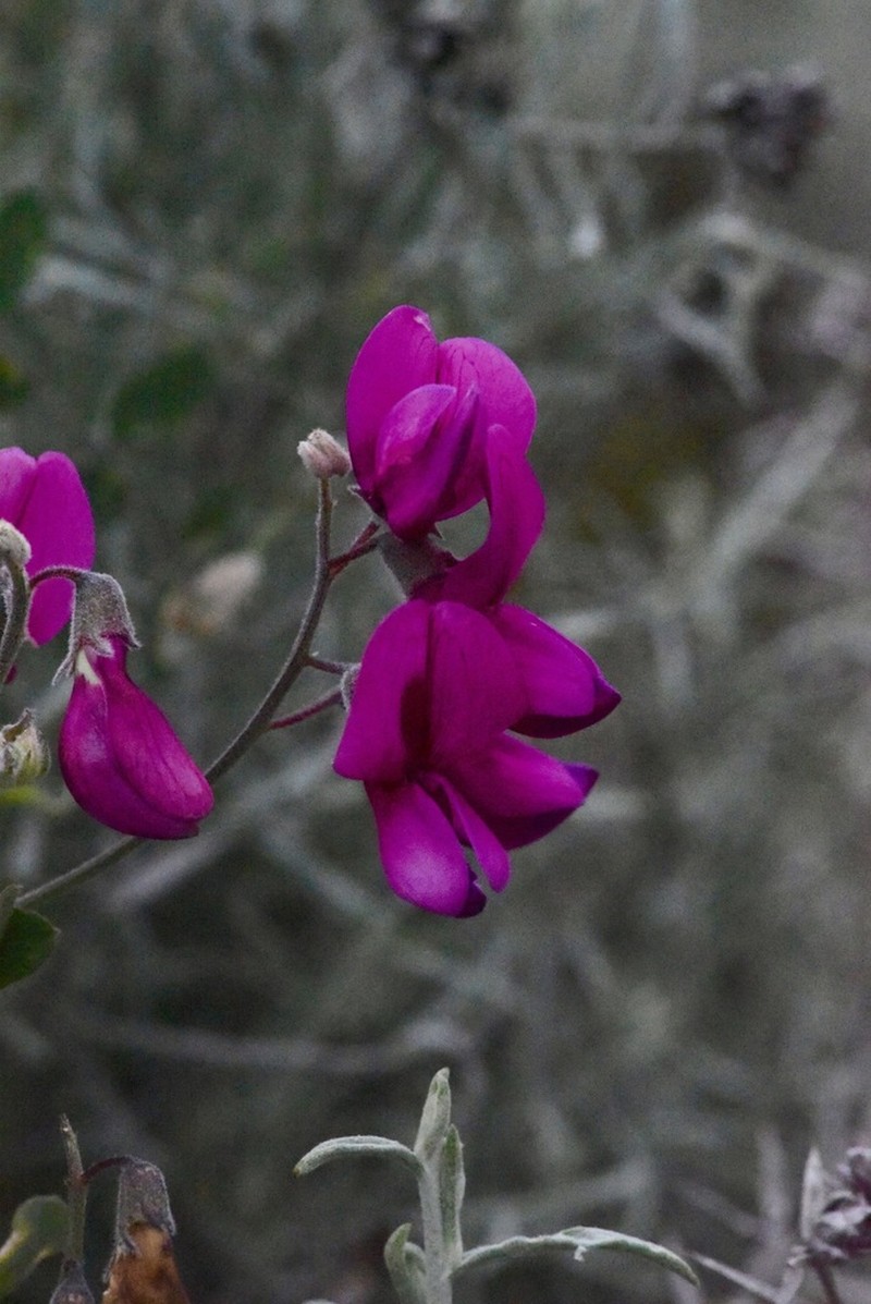 Pride Of California photo 3