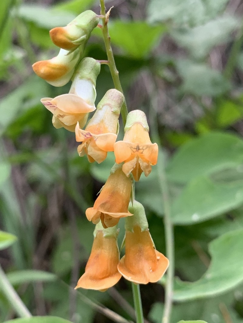 Snub Pea photo 2