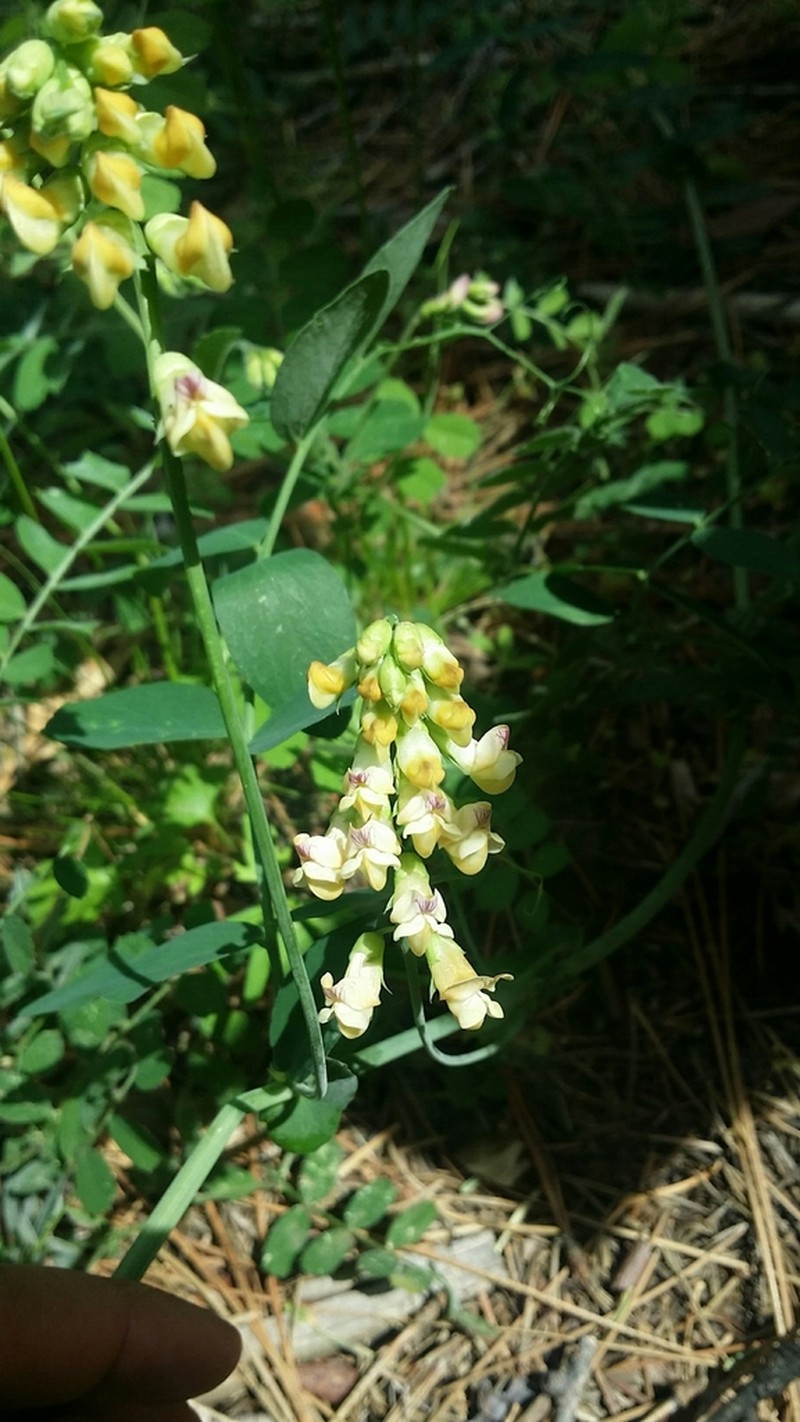 Snub Pea photo 3