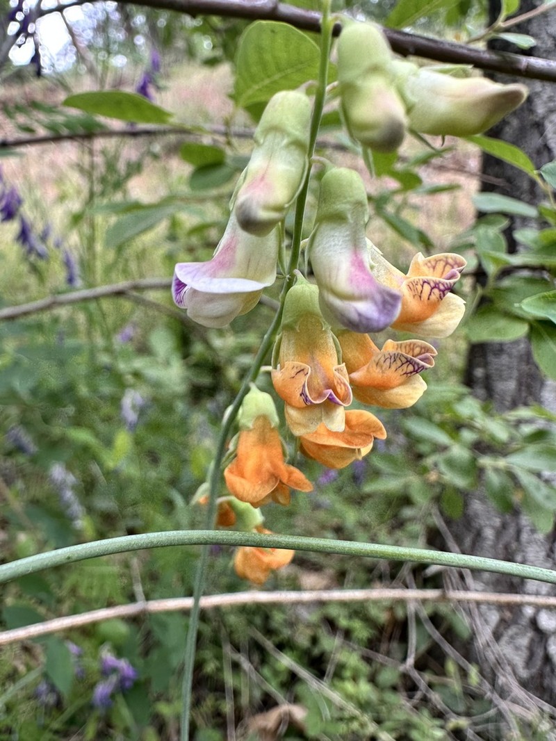 Snub Pea photo 4