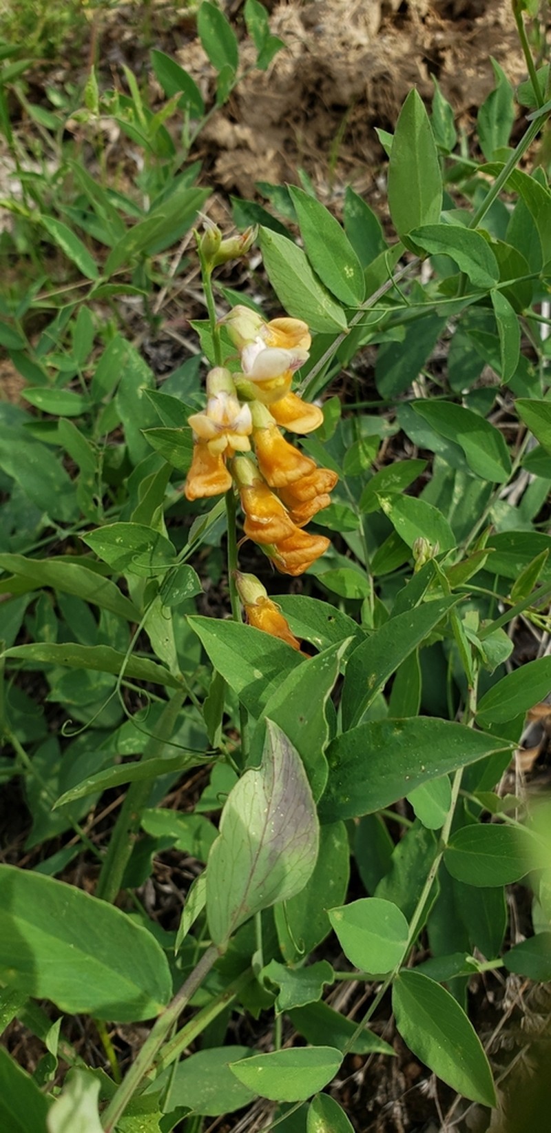 Snub Pea photo 6