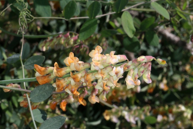 Snub Pea photo 7