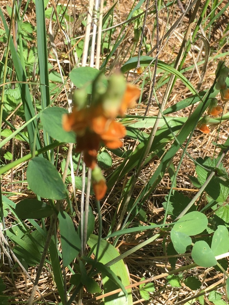Snub Pea photo 8
