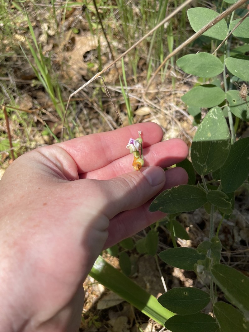 Lathyrus sulphureus var. argillaceus