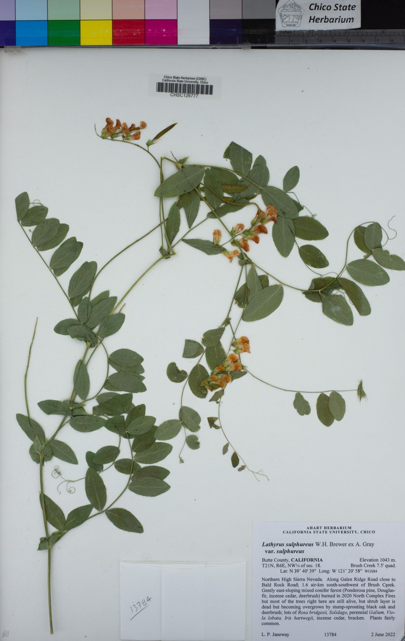 Lathyrus sulphureus var. sulphureus photo 2