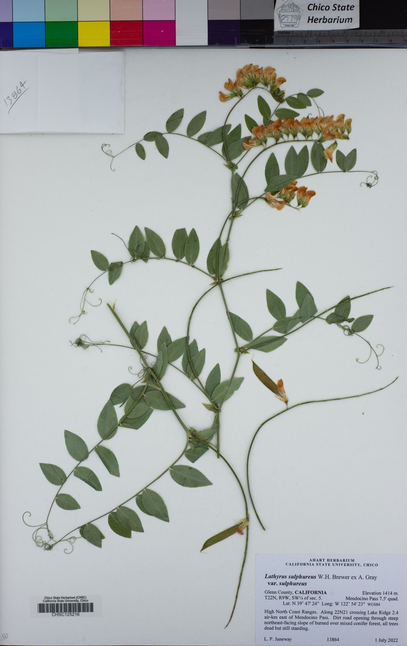 Lathyrus sulphureus var. sulphureus photo 3