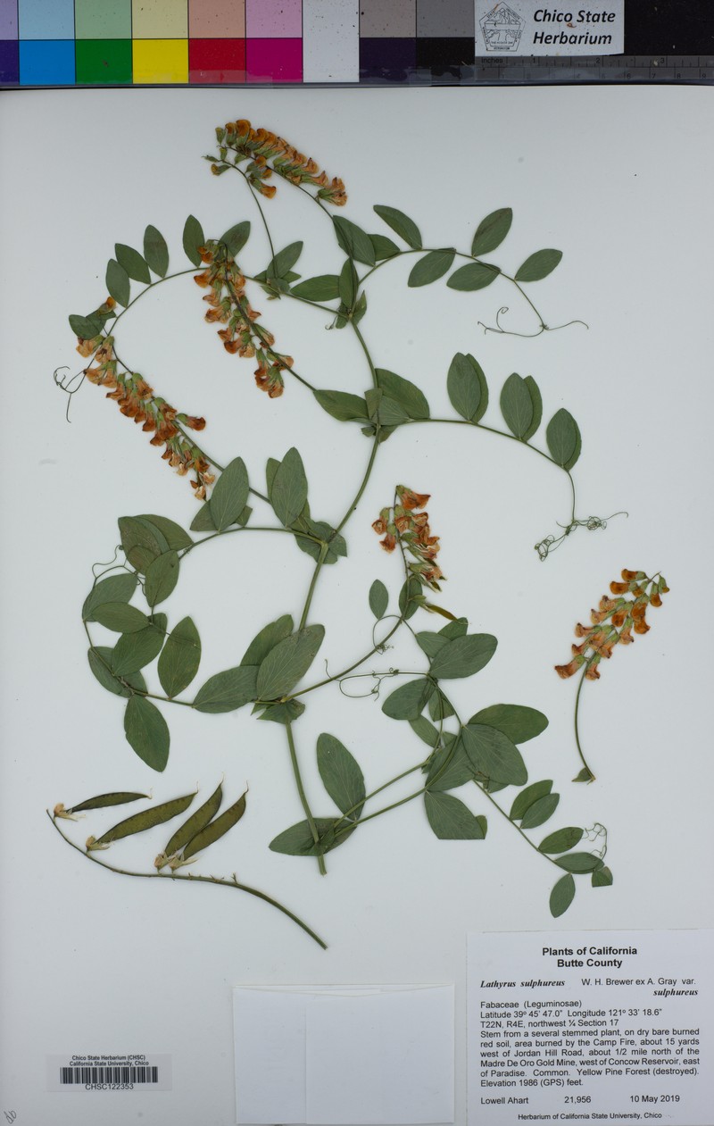 Lathyrus sulphureus var. sulphureus photo 4