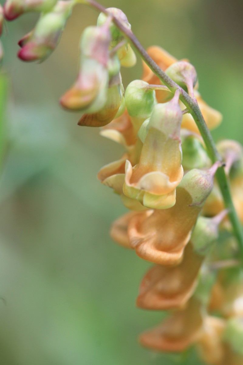 Lathyrus sulphureus var. sulphureus photo 2