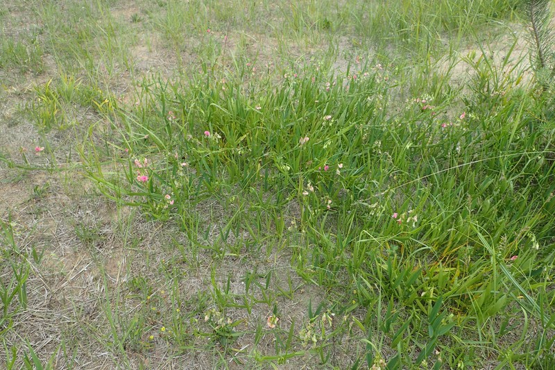 Flat Pea photo 3