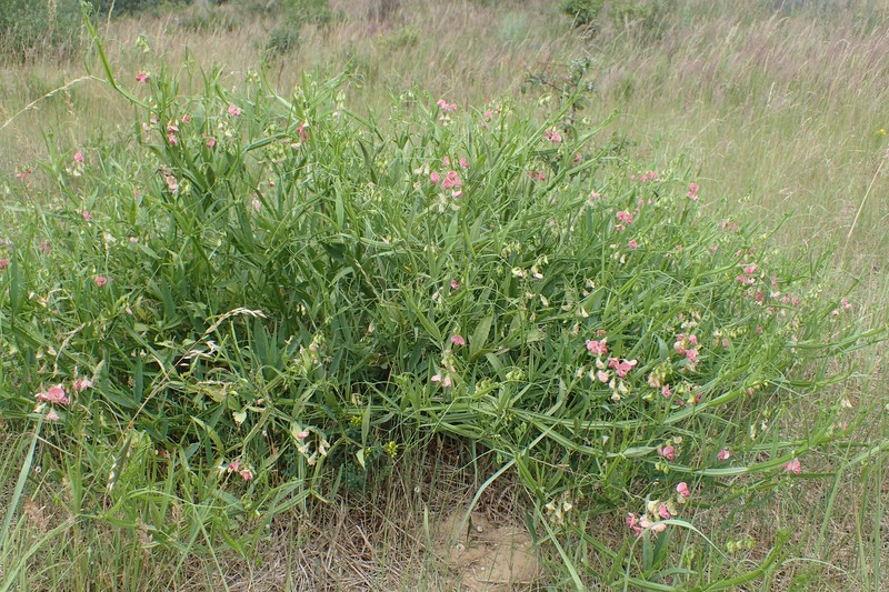 Flat Pea photo 4