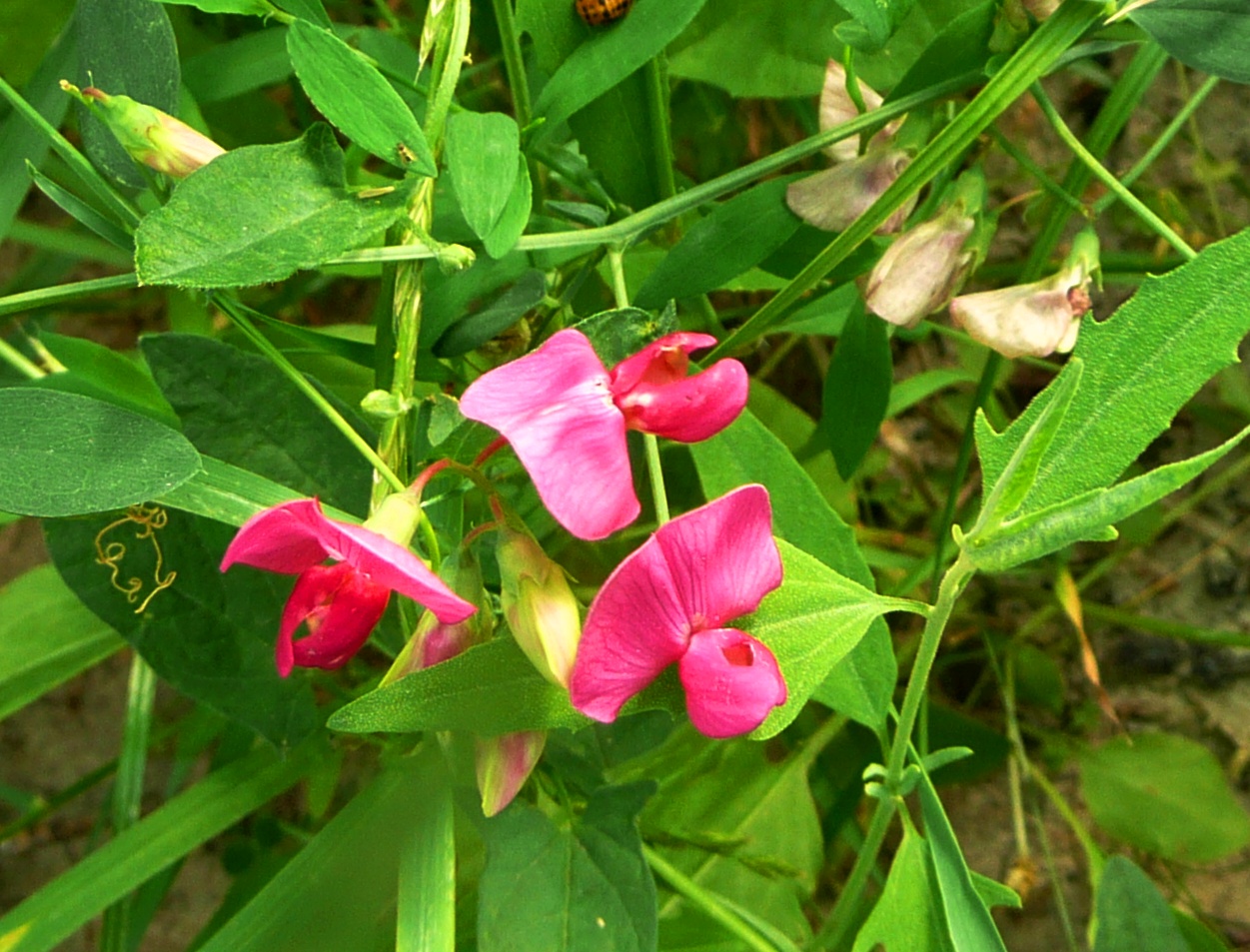 Flat Pea photo 5