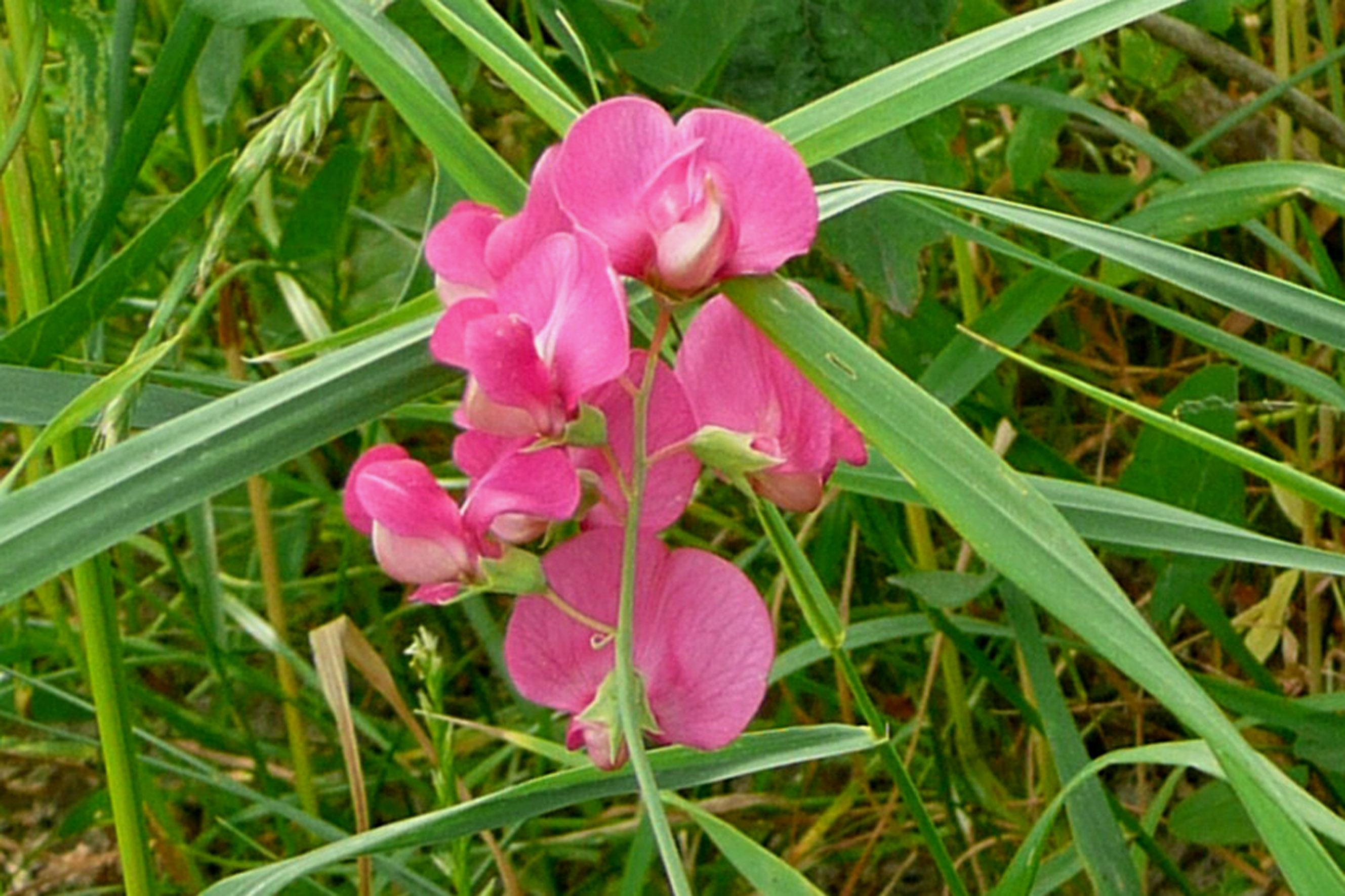 Flat Pea photo 6