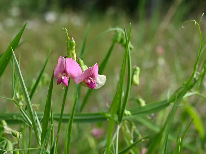Flat Pea photo 8