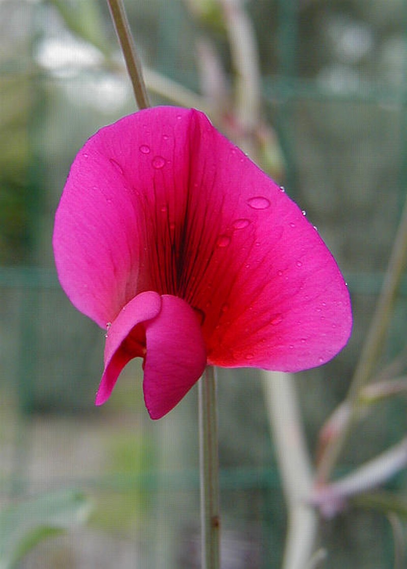 Tangier Pea
