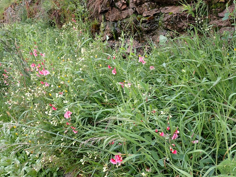 Tangier Pea photo 5