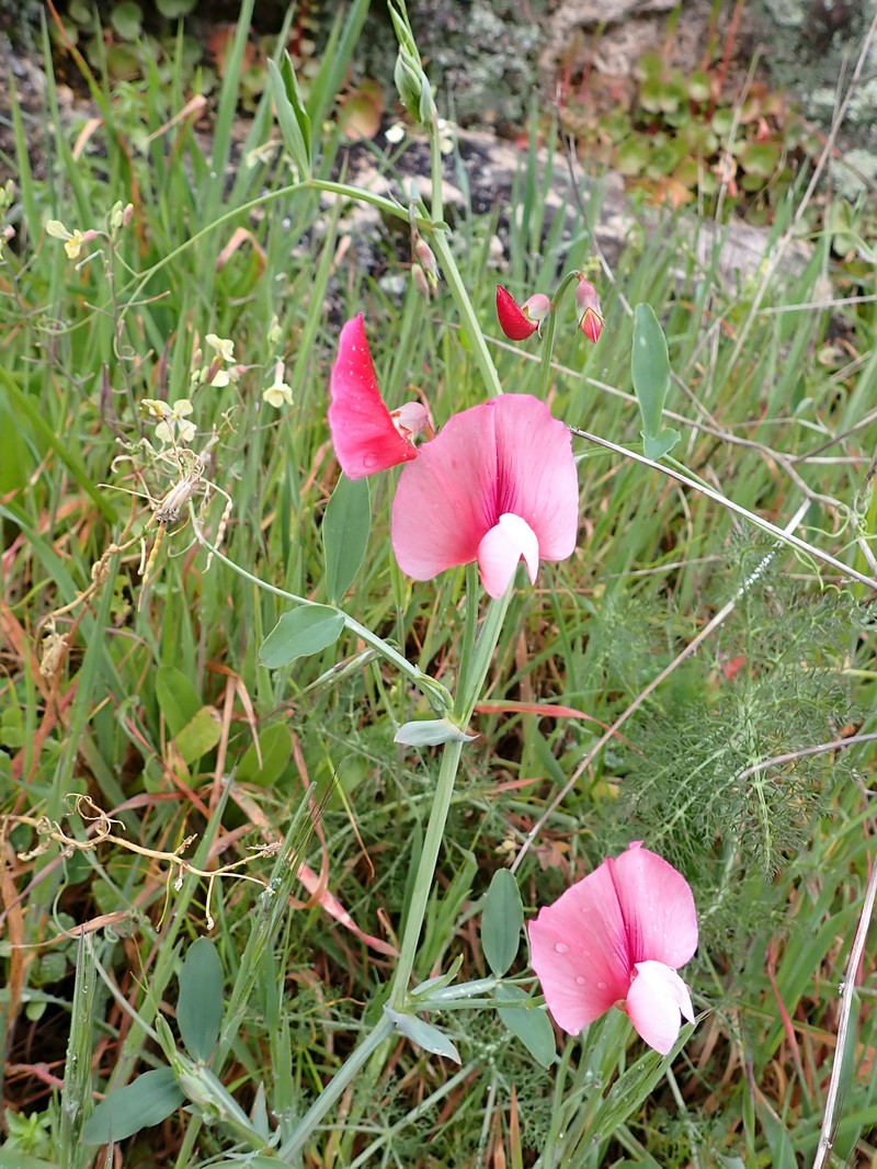 Tangier Pea photo 2