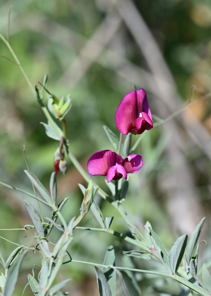 Tangier Pea photo 3