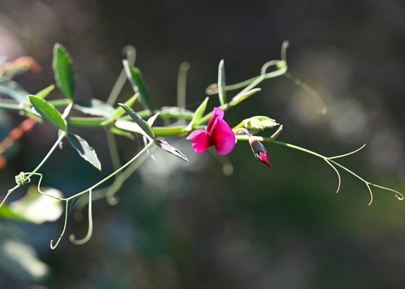 Tangier Pea photo 4