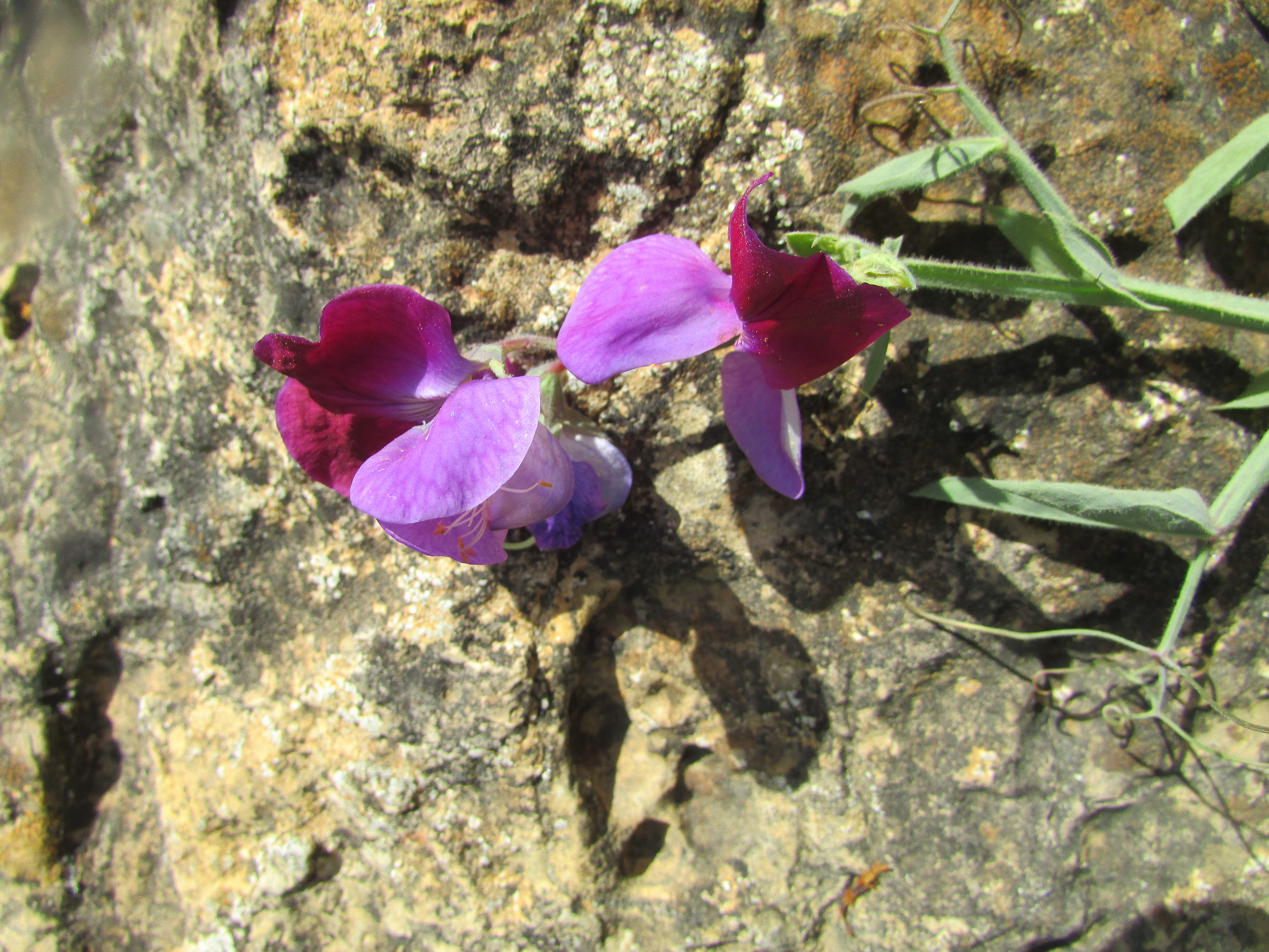 Tangier Pea photo 6