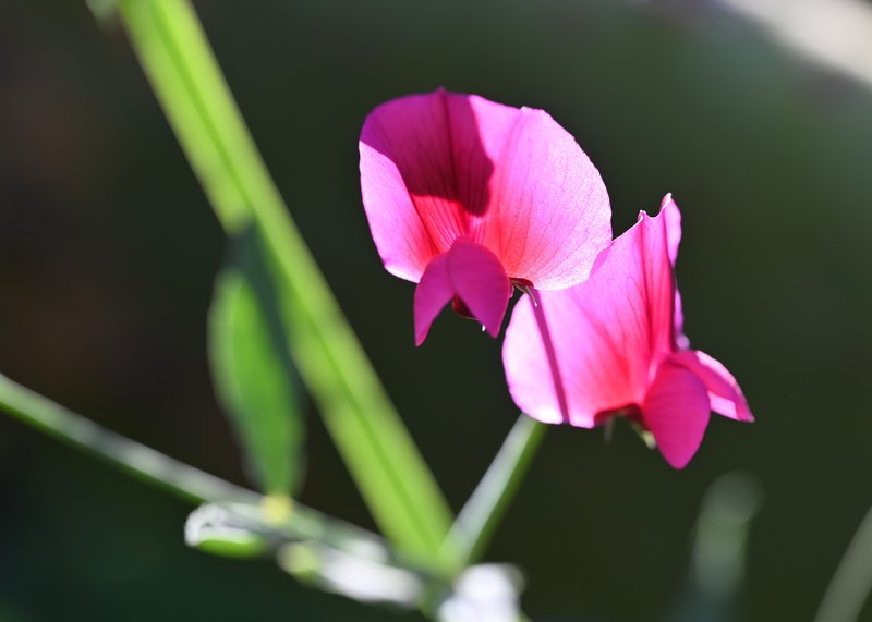 Tangier Pea photo 7