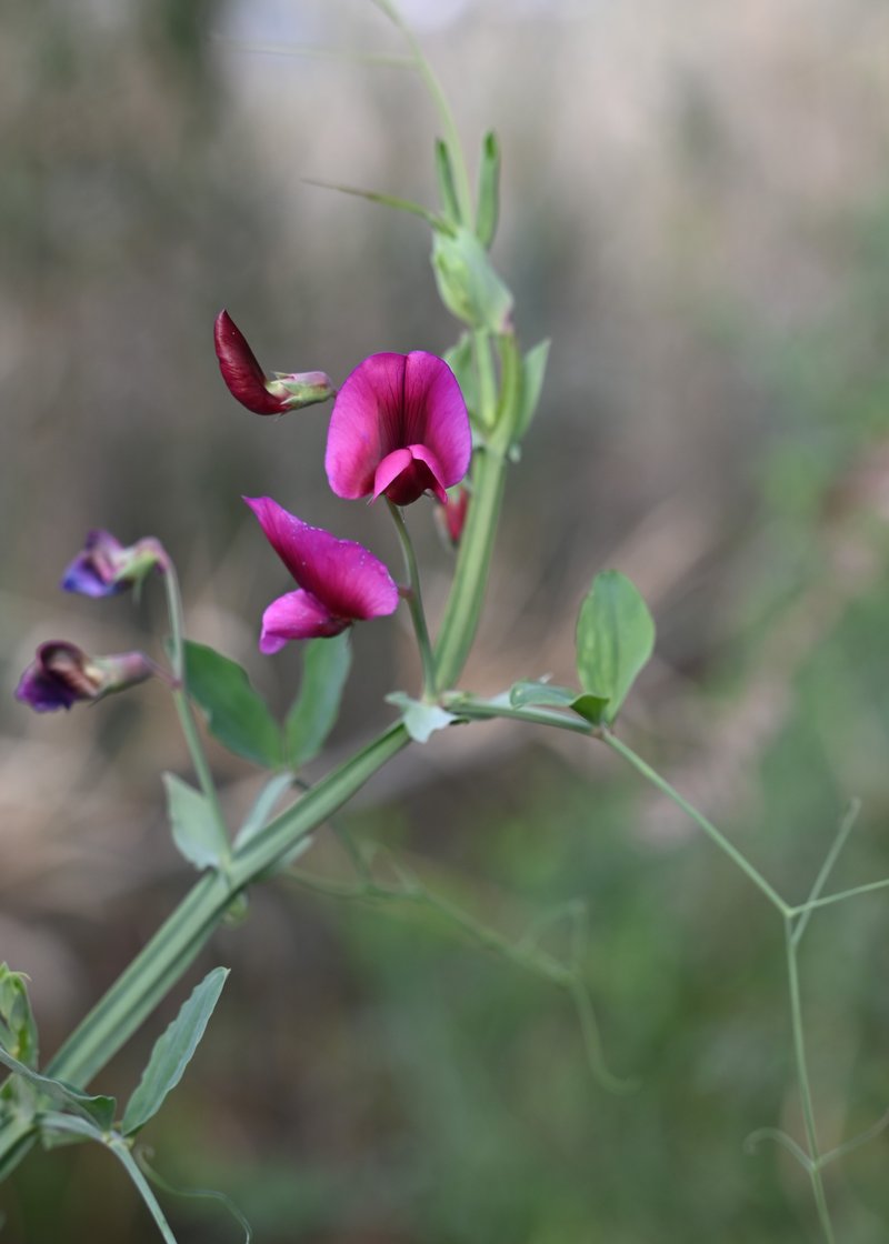 Tangier Pea photo 8