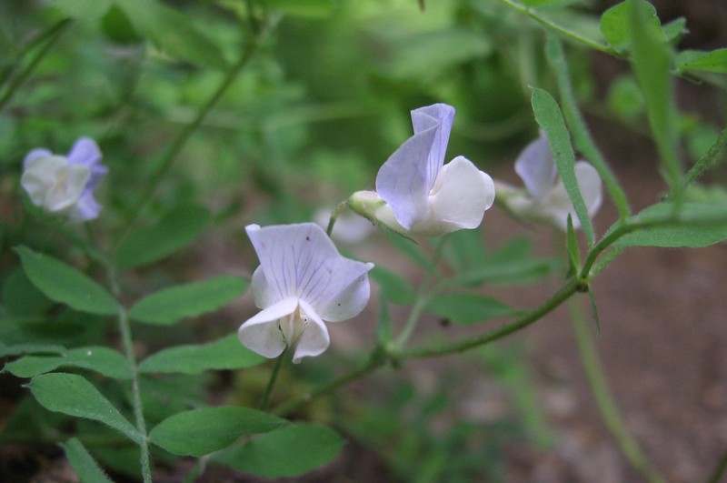 Torrey's Pea