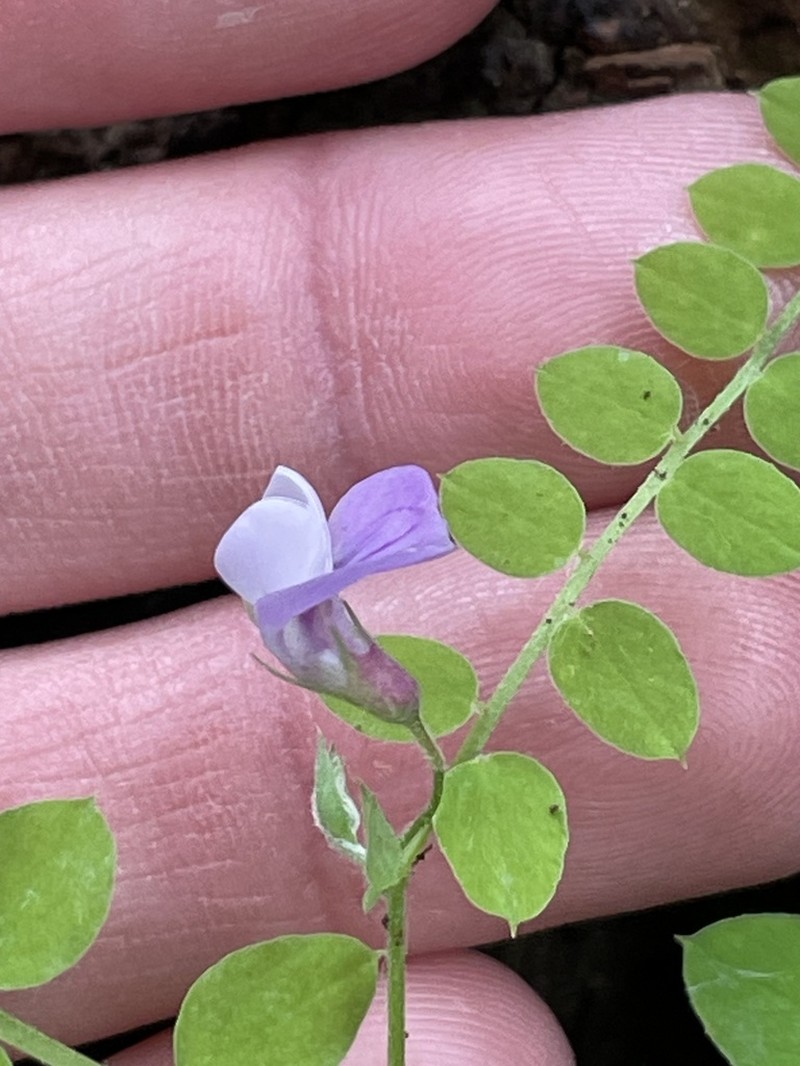 Torrey's Pea