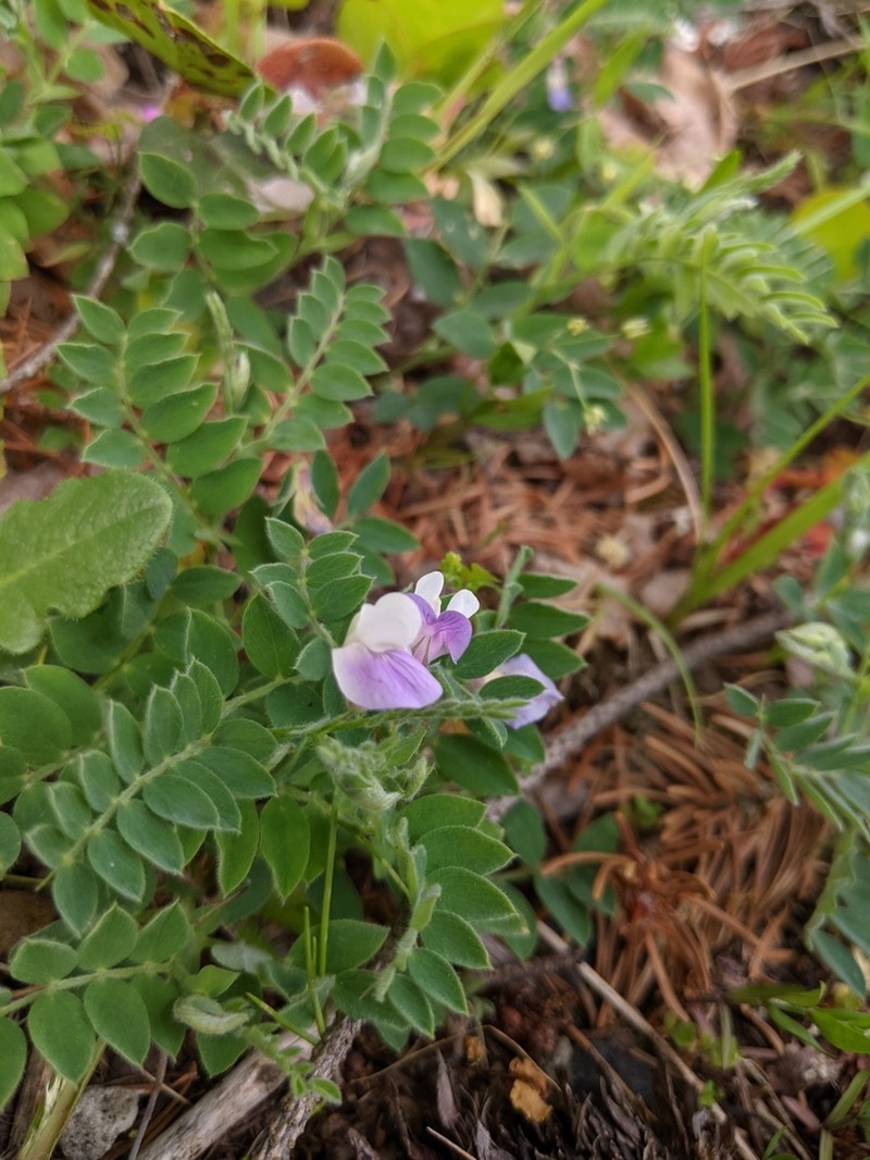 Torrey's Pea photo 2