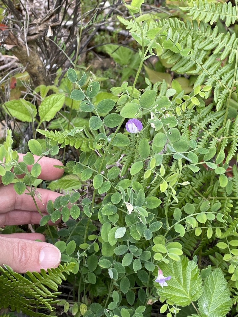 Torrey's Pea photo 3