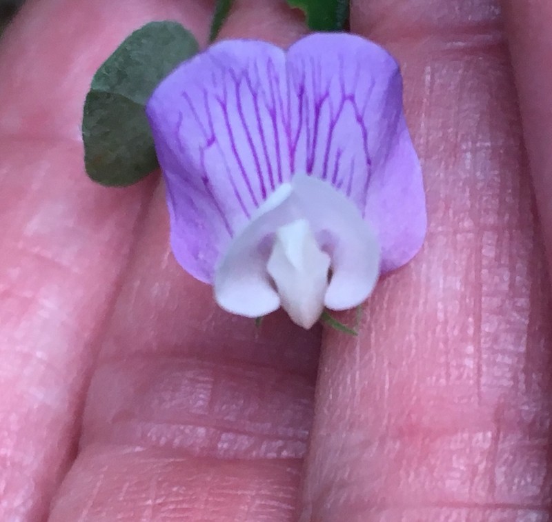 Torrey's Pea photo 4
