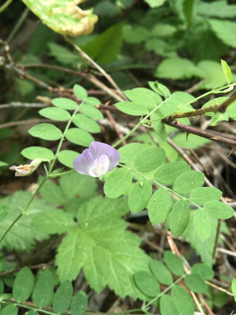 Torrey's Pea photo 7