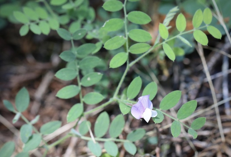 Torrey's Pea photo 8