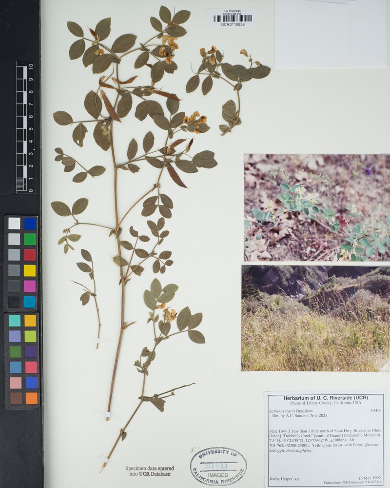 Lathyrus tracyi